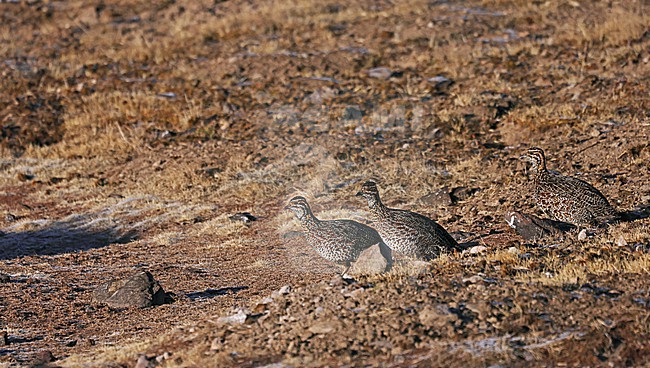 Moorland Francolin (Scleroptila psilolaema) walking on Sanetti plateau, Ethiopia. stock-image by Agami/Thierry Quelennec,