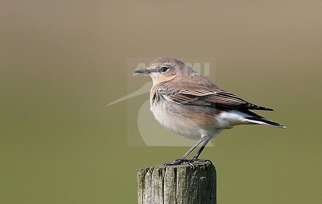 Northern Wheatear, Oenanthe oenanthe, 1st winter female during migration at Falsterbo, Sweden stock-image by Agami/Helge Sorensen,