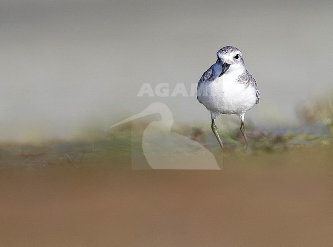 Immature Wrybill (Anarhynchus frontalis) standing in a river bed in Glentanner Park, South Island, New Zealand. Seen from the front. stock-image by Agami/Marc Guyt,