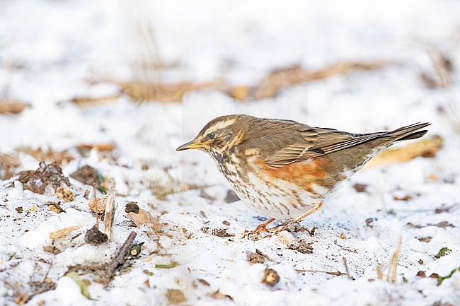 Redwing (Turdus iliacus) trying to survice by feeding in open patched in the snow during a cold period in winter in the Netherlands stock-image by Agami/Arnold Meijer,