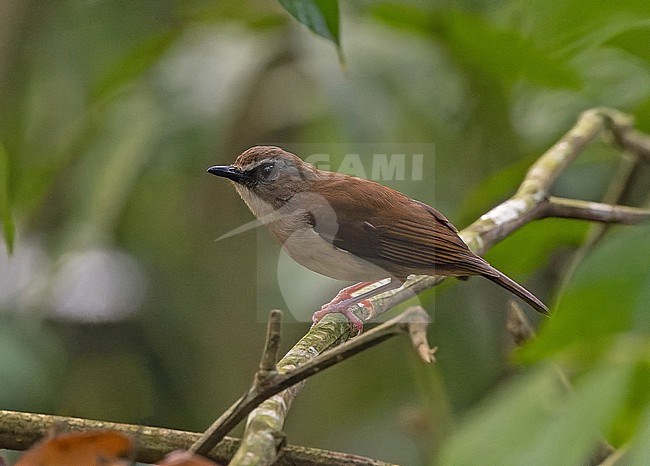Brown-chested Alethe, Chamaetylas poliocephala, in Angola. stock-image by Agami/Pete Morris,