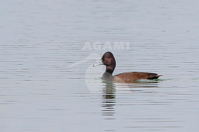 Adult male Southern pochard, Netta erythrophthalma, in Africa. Swimming on a lake. stock-image by Agami/Nigel Voaden,