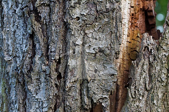 Cerambyx scopollii - Kleiner Eichenheldbock, Germany, imago stock-image by Agami/Ralph Martin,