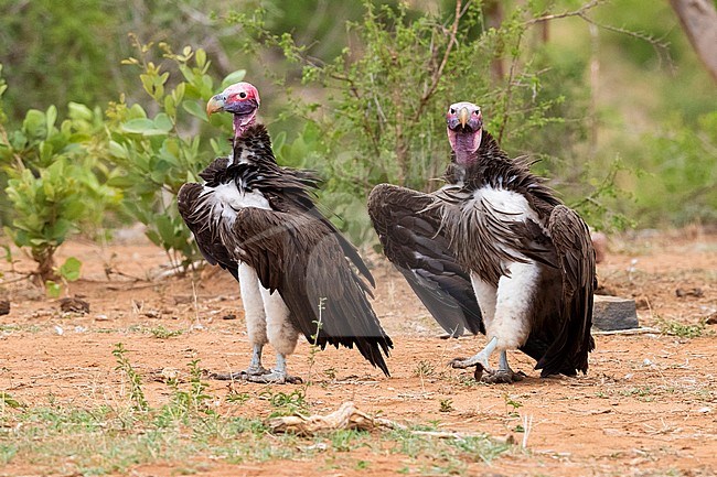 Lappet-faced vulture (Torgos tracheliotos), two adults standing on the ground, Mpumalanga, South Africa stock-image by Agami/Saverio Gatto,