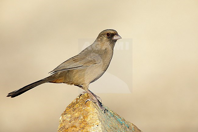 Adult Abert's Towhee (Melozone aberti) perched on a rock in Maricopa Co., Arizona, United States. stock-image by Agami/Brian E Small,