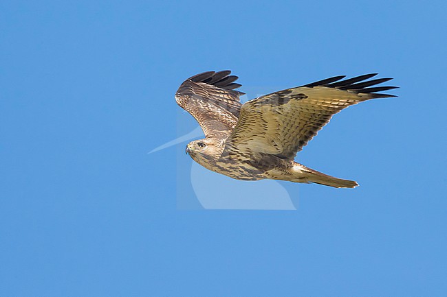 Japanse Buizerd in vlucht; Eastern Buzzard in flight stock-image by Agami/Daniele Occhiato,