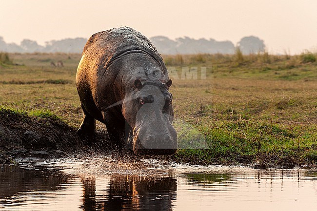 Portrait of a hippopotamus, Hippopotamus amphibius, running into the water from a river bank. Chobe National Park, Botswana. stock-image by Agami/Sergio Pitamitz,