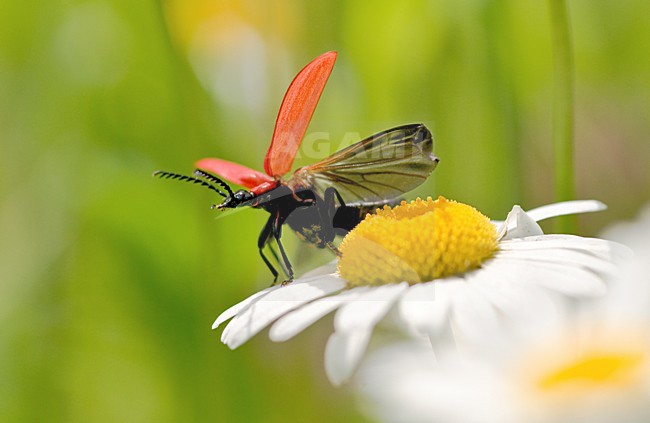 Opstijgende kever, Beetle taking-off stock-image by Agami/Rob de Jong,