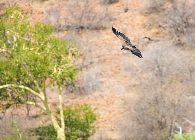 Witruggier, African White-backed Vulture, Gyps africanus stock-image by Agami/Marc Guyt,