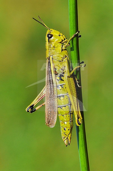 Moerassprinkhaan, Large Marsh Grasshopper stock-image by Agami/Casper Zuijderduijn,