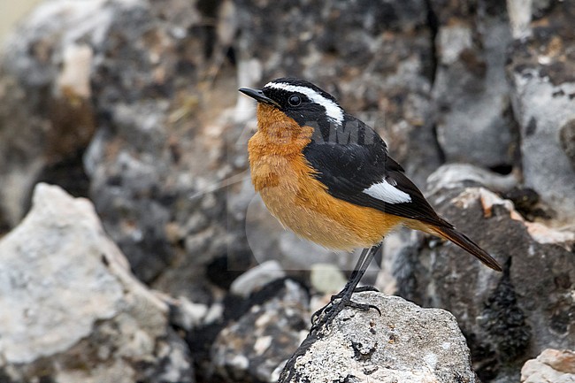 Male perched front of the Bald Ibis colony near Tamri, Morocco. stock-image by Agami/Vincent Legrand,