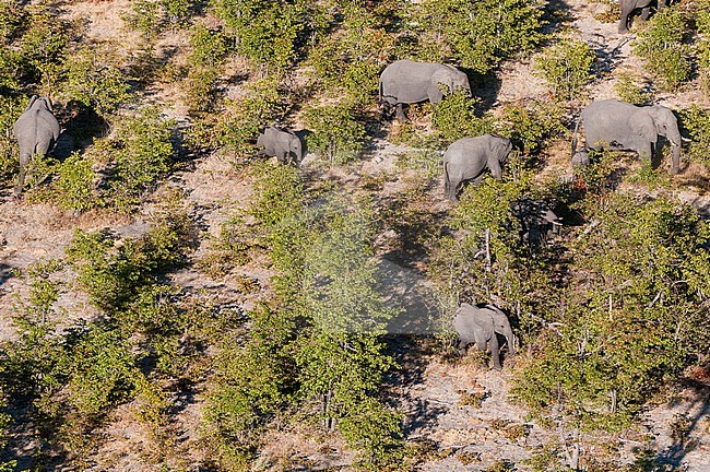 Aerial view of a herd of African elephants, Loxodonda africana, walking through thick mopane bush. Okavango Delta, Botswana. stock-image by Agami/Sergio Pitamitz,