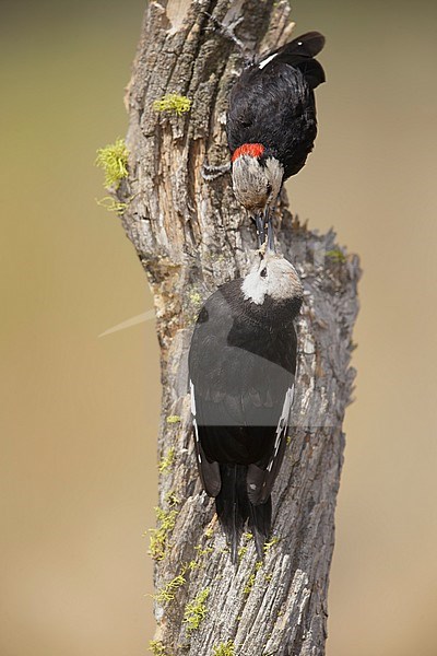 Adult male & female White-headed Woodpecker, Leuconotopicus albolarvatus
Lake Co., OR
August 2015 stock-image by Agami/Brian E Small,
