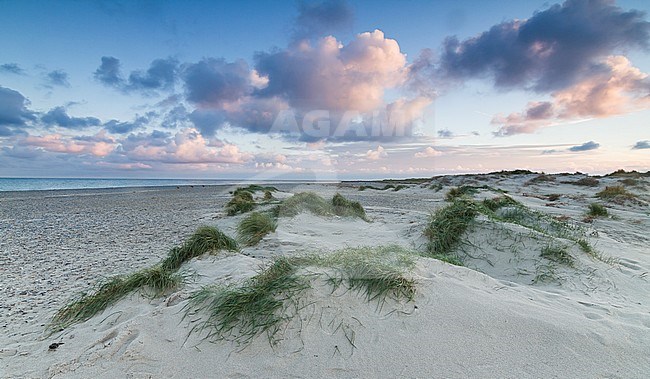 Dunes on the North Sea coast on the island Helgoland, Germany. stock-image by Agami/Ralph Martin,