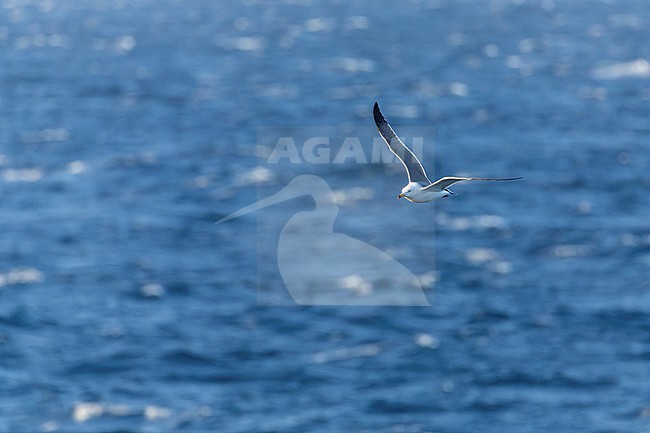 Adult Black-tailed Gull (Larus crassirostris) at sea off Japan. stock-image by Agami/Marc Guyt,