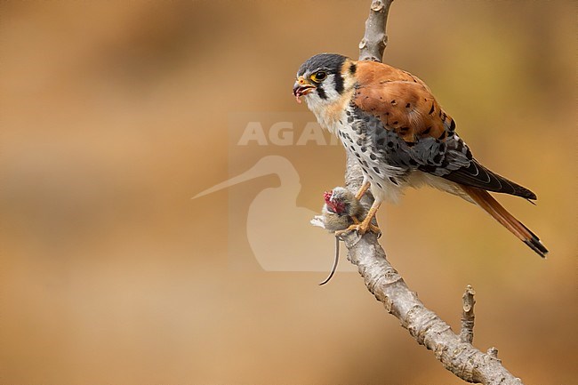 Birds of Peru, a male American Kestrel with prey in Peru. stock-image by Agami/Dubi Shapiro,