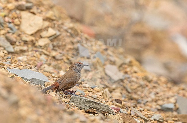 Cinnamon-breasted Warbler (Euryptila subcinnamomea) in South Africa. Also known as kopje warbler. stock-image by Agami/Pete Morris,