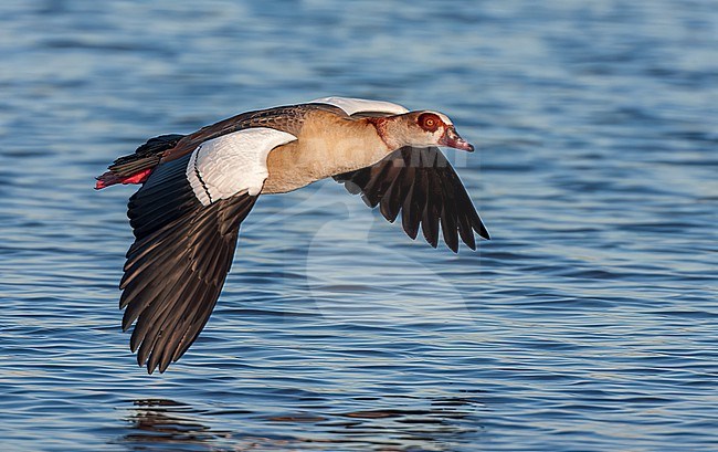 Egyptian Goose (Alopochen aegyptiaca) in the Netherlands. stock-image by Agami/Marc Guyt,