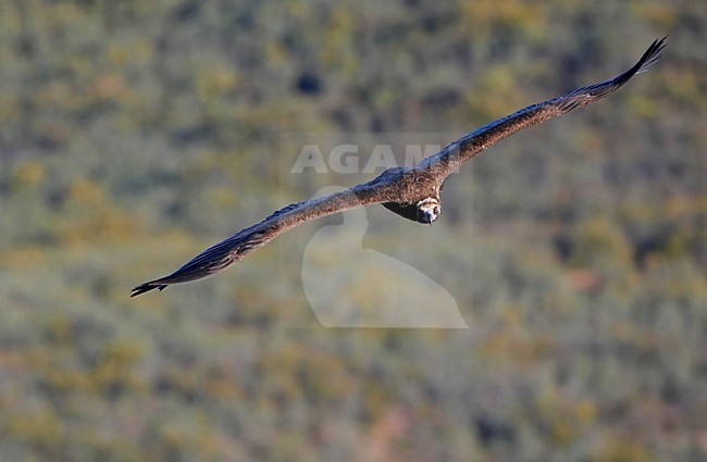 Cinereous Vulture flying; Monniksgier vliegend stock-image by Agami/Markus Varesvuo,