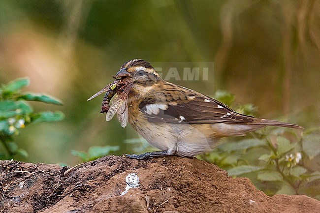 Onvolwassen Roodborstkardinaal, immature Rose-breasted Grosbeak stock-image by Agami/Daniele Occhiato,