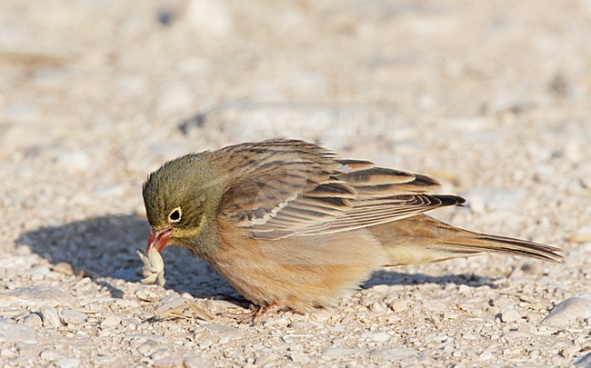 Foeragerend mannetje Ortolaan; Foraging male Ortolan Bunting stock-image by Agami/Markus Varesvuo,