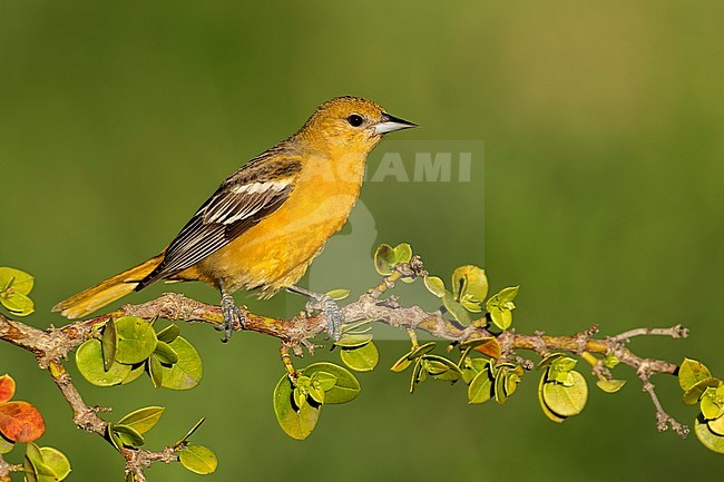 Adult female Baltimore Oriole (Icterus galbula) during spring migration at Galveston County, Texas, United States. Perched on a branch. stock-image by Agami/Brian E Small,