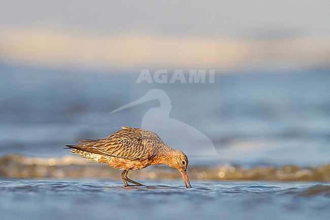 Rosse Grutto, Bar-tailed Godwit, Limosa lapponica on spring migration with stopover at north sea beach stock-image by Agami/Menno van Duijn,