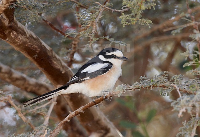 Mannetje Maskerklauwier; Male Masked Shrike stock-image by Agami/Markus Varesvuo,