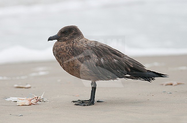 Great Skua (Catharacta skua) standing on a beach in the Netherlands. stock-image by Agami/Arnold Meijer,