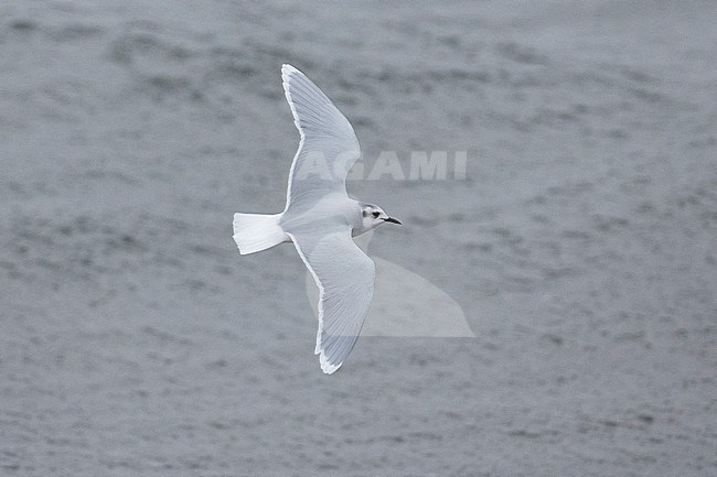 Dwergmeeuw, Little Gull, Hydrocoloeus minutus stock-image by Agami/Hugh Harrop,