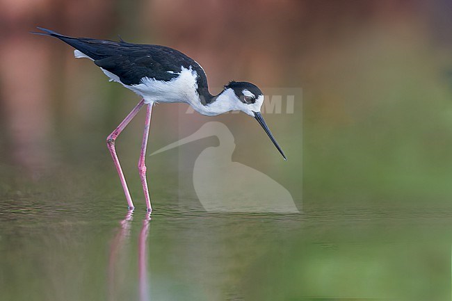 Black-winged Stilt (Himantopus himantopus) feeding in a pond  in Puerto Rico stock-image by Agami/Dubi Shapiro,