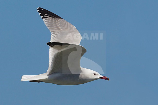 Audouins Meeuw in vlucht,  Audouin's Gull in flight stock-image by Agami/Daniele Occhiato,