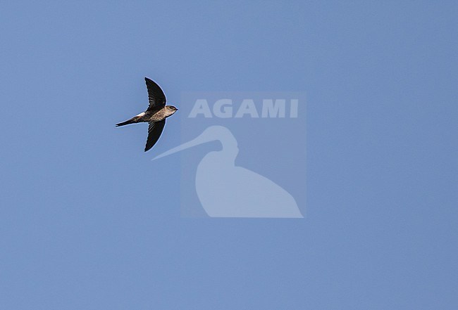 Antillean Palm-Swift (Tachornis phoenicobia) in Jamaica. stock-image by Agami/Pete Morris,