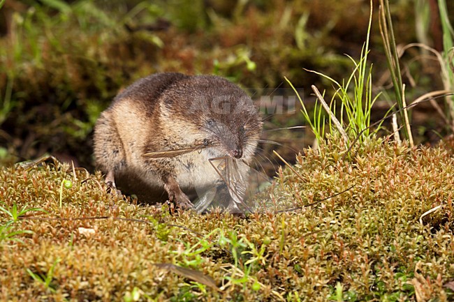 Bosspitsmuis etend, Common Shrew eating stock-image by Agami/Theo Douma,