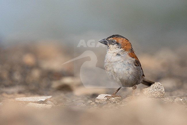 Male Iago Sparrow (Passer iagoensis) sitting on the ground, with an orange and grey background, in Cape Verde. stock-image by Agami/Sylvain Reyt,