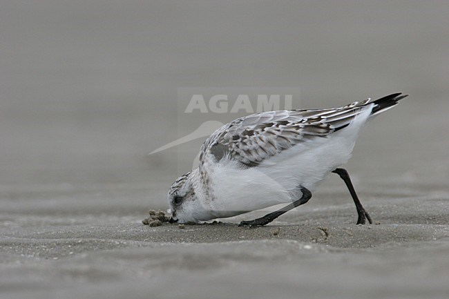 Juveniele Drieteenstrandloper foeragerend; Juvenile Sanderling foraging stock-image by Agami/Menno van Duijn,
