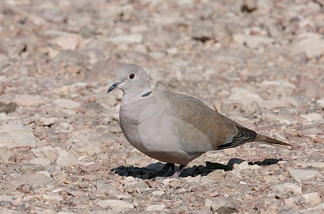 Turkse Tortel op de grond; Eurasian Collared Dove on the ground stock-image by Agami/Markus Varesvuo,