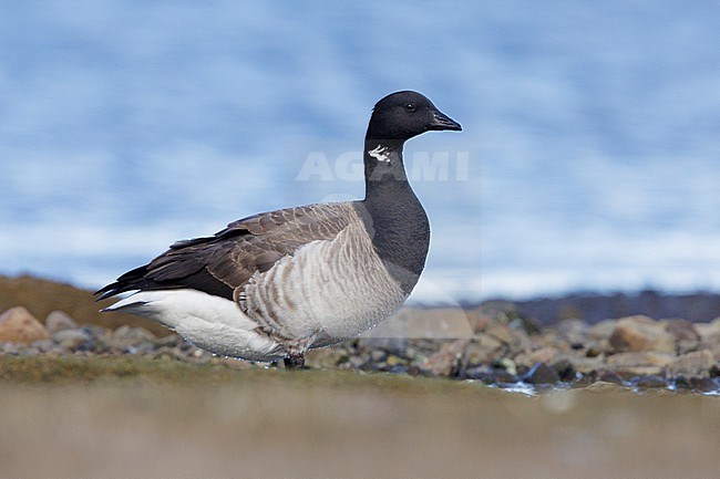 Brant Goose (Branta bernicla hrota), side view of an adult standing on the ground, Capital Region, Iceland stock-image by Agami/Saverio Gatto,