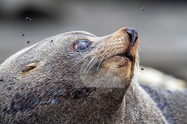 New Zealand Fur Seal (Arctocephalus forsteri) resting on the shore of the Chatham Islands, New Zealand. Closeup of the head with several flies flying around. stock-image by Agami/Marc Guyt,