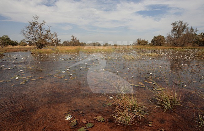 Wetland bij Tendaba; Wetland at Tendaba stock-image by Agami/Jacques van der Neut,