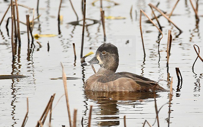 A female Ring-necked Duck at Anahuac National Wildlife Refuge, Texas. stock-image by Agami/Eduard Sangster,