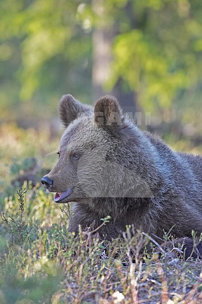 Bruine Beer, Brown Bear, Ursus arctos stock-image by Agami/Jari Peltomäki,