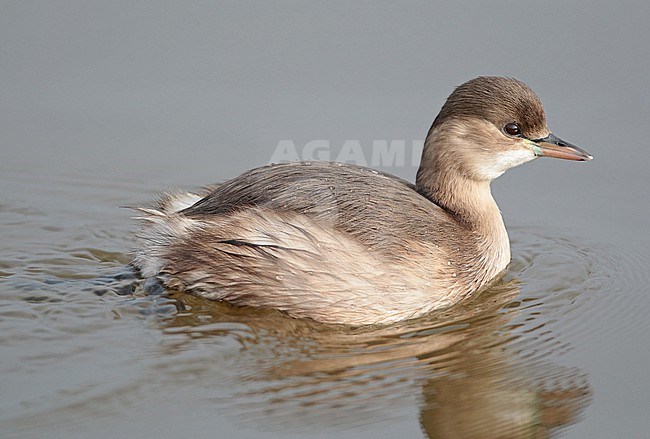 Little Grebe (Tachybaptus ruficollis), adult swimming, seen from the side. stock-image by Agami/Fred Visscher,