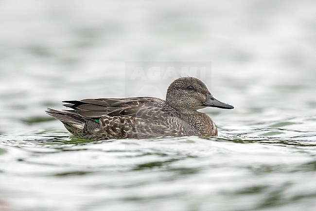1cy eclipse male Green-winged Teal swimming in Lagoa de Furnas, Sao Miguel, Azores. October 24, 2017 stock-image by Agami/Vincent Legrand,
