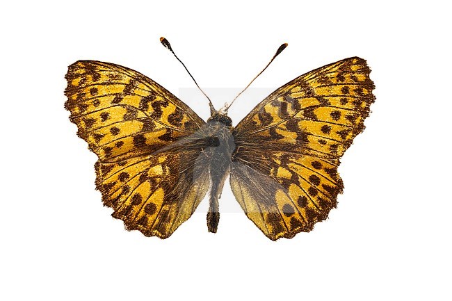 Male, Titania's Fritillary stock-image by Agami/Wil Leurs,