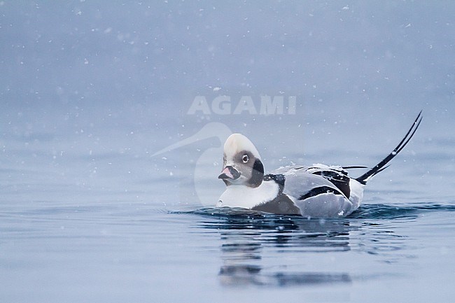 Long-tailed Duck - Eisente - Clangula hyemalis, Norway, adult male, winter stock-image by Agami/Ralph Martin,