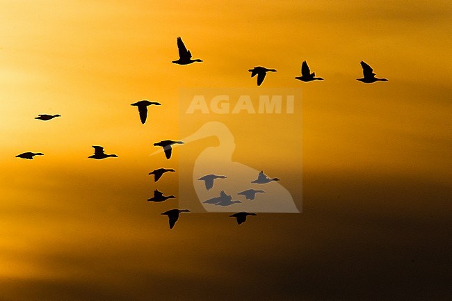 Barnacle Geese in flight at sunrise over the Prunjepolder, Zeeland, Netherlands. stock-image by Agami/Menno van Duijn,