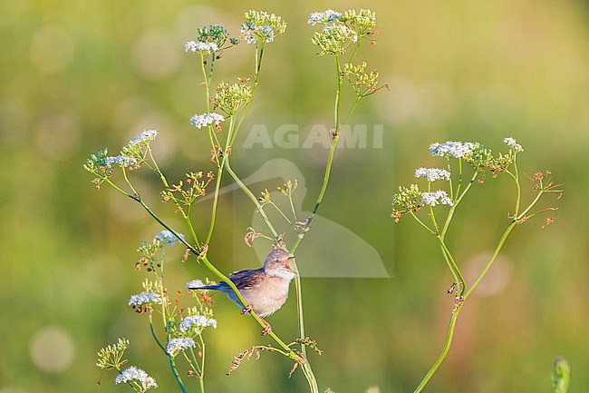 Grasmus, Common Whitethroat, Sylvia communis male singing from white flowers of pipe weed stock-image by Agami/Menno van Duijn,