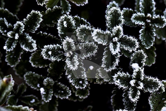 Ice crystals on leaf stock-image by Agami/Wil Leurs,