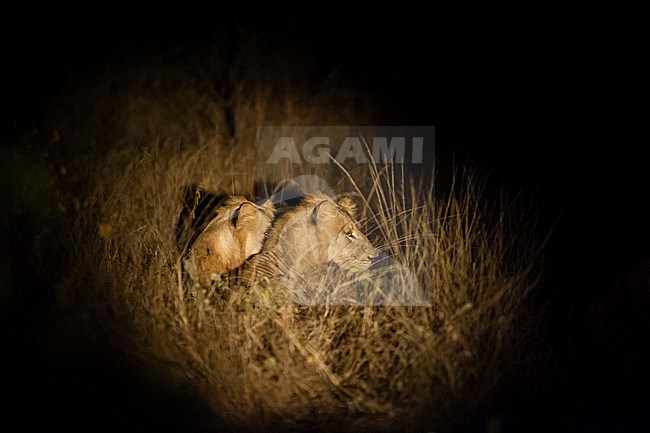 A pair of lions, Panthera leo, resting in tall grass at night. Mala Mala Game Reserve, South Africa. stock-image by Agami/Sergio Pitamitz,